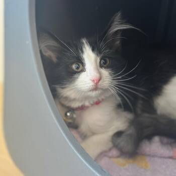 WV2392 Pik-a-Pie -  Domestic Short Hair Cat for Adoption in Port Washington, New York - WV2392 Pik-a-Pie | PetCurious