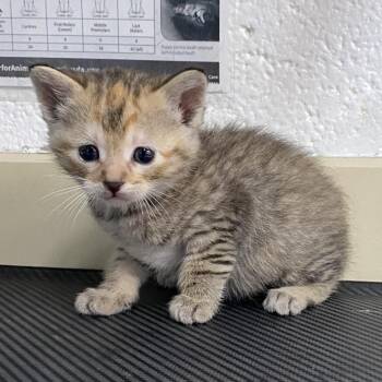 Domestic Short Hair Cats Available for Adoption in Ardmore, Oklahoma - Lightning | PetCurious