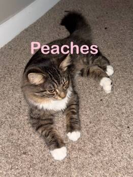 Rescue Domestic Medium Hair Cats for Adoption in New Bern, North Carolina - PEACHES Kitten | PetCurious