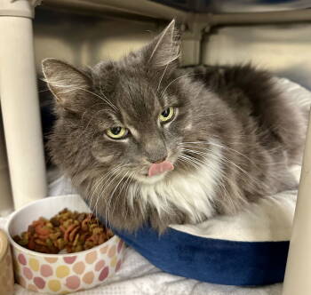 Rescue Domestic Medium Hair Cats for Adoption in Brick Township, New Jersey - Bailey (bonded Pair) | PetCurious