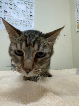 A199175 -  Domestic Short Hair Cat for Adoption in Fremont, California - A199175 | PetCurious