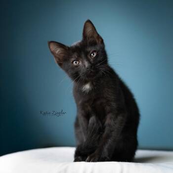Hamingway -  Extra Toes Cat Hemingway Polydactyl and Domestic Short Hair Cat for Adoption in Brownsboro, Alabama - Hamingway | PetCurious
