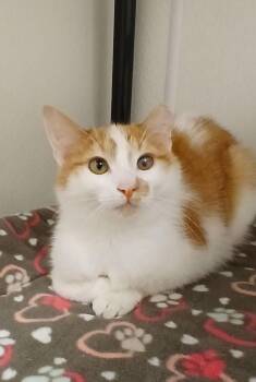 Tabby and Domestic Short Hair Cats Available for Adoption - Howard Arthur | PetCurious