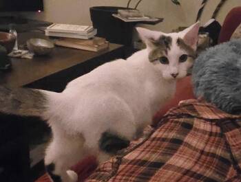 Russell Hoopes -  Domestic Short Hair Cat for Adoption in Philadelphia, Pennsylvania - Russell Hoopes | PetCurious