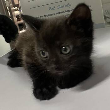 Rhea -  Domestic Short Hair Cat for Adoption in Tampa, Florida - Rhea | PetCurious