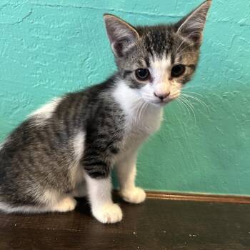 Malibu -  Domestic Short Hair Cat for Adoption in Hemet, California - Malibu | PetCurious