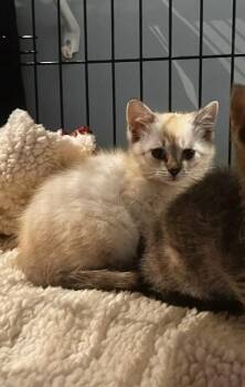 McGonagall -  Siamese Cat for Adoption in Georgetown, Ohio - McGonagall | PetCurious