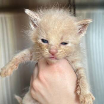 Star -  Domestic Short Hair Cat for Adoption in Naperville, Illinois - Star | PetCurious