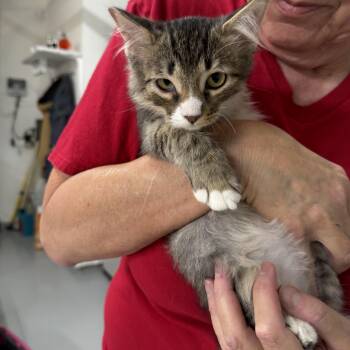 Earcraft Landing -  Tabby Cat for Adoption in Las Vegas, Nevada - Earcraft Landing | PetCurious