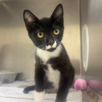 Fonzie -  Domestic Short Hair Cat for Adoption in Milton, Florida - Fonzie | PetCurious