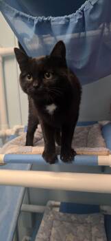 Domestic Short Hair Cats Available for Adoption - Toothless | PetCurious
