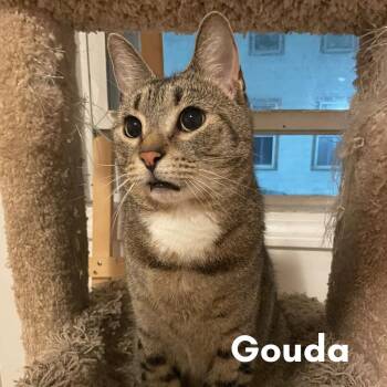 Rescue Domestic Short Hair Cats for Adoption in New Haven, Connecticut - Gouda | PetCurious