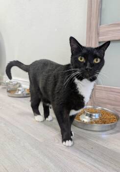 Domestic Short Hair Cats Available for Adoption in Palm Harbor, Florida - Cumberland | PetCurious