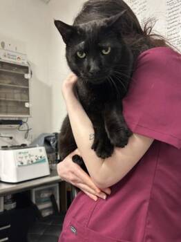 Domestic Short Hair Cats Available for Adoption in West Chester, Pennsylvania - Piper | PetCurious