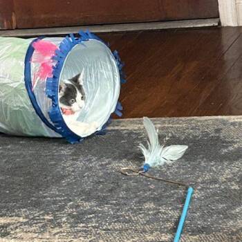 Charlie -  Domestic Short Hair Cat for Adoption in Verona, New Jersey - Charlie | PetCurious