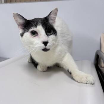 Domestic Short Hair Cats Available for Adoption - Hank | PetCurious