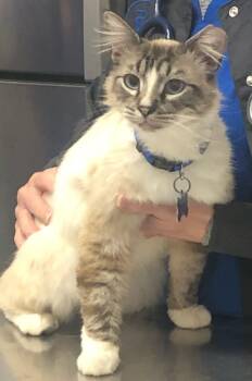 Rescue Siamese and Tabby Cats for Adoption in Atlanta, Georgia - Marshmallow | PetCurious
