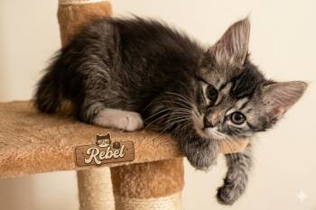REBEL -  Maine Coon and Tabby Cat for Adoption in Palmdale, California - REBEL | PetCurious