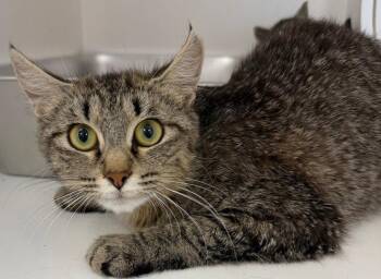 26-285 -  Domestic Short Hair Cat for Adoption in Tarboro, North Carolina - 26-285 | PetCurious