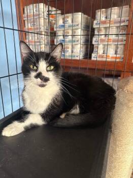 Tux -  Domestic Short Hair Cat for Adoption in Fort Worth, Texas - Tux | PetCurious