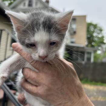 Domestic Short Hair Cats Available for Adoption in Newark, New Jersey - Carl | PetCurious