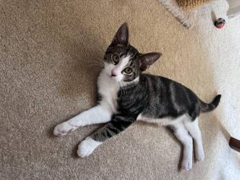 Rescue Domestic Short Hair Cats for Adoption in White Oak, Pennsylvania - Ollie | PetCurious