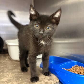 Shock -  Domestic Short Hair Cat for Adoption in Spokane, Washington - Shock | PetCurious