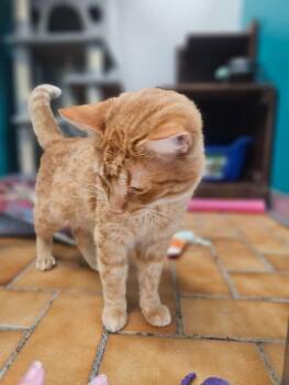 Milo -  Domestic Short Hair Cat for Adoption in Yankton, South Dakota - Milo | PetCurious