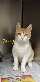Jerry -  Domestic Short Hair Cat for Adoption in Marion, Mississippi - Jerry | PetCurious