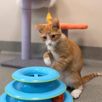 Stan -  Domestic Short Hair Cat for Adoption in Gainesville, Florida - Stan | PetCurious