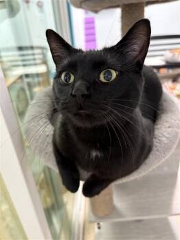 Rescue Domestic Short Hair Cats for Adoption in Grand Rapids, Michigan - Jubilee | PetCurious