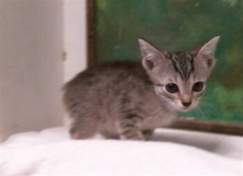 KITANA -  Domestic Short Hair Cat for Adoption in Houston, Texas - KITANA | PetCurious