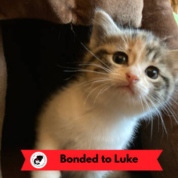 Rescue Domestic Short Hair Cats for Adoption in Skokie, Illinois - Jenny (k2025) | PetCurious