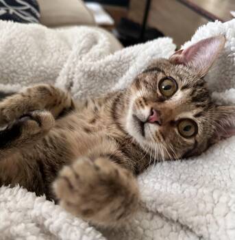 York River Litter — The Chipmunks -  Domestic Short Hair Cat for Adoption in Norfolk, Virginia - York River Litter — The Chipmunks | PetCurious