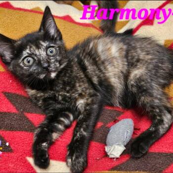Harmony -  Domestic Short Hair Cat for Adoption in Westminster, California - Harmony | PetCurious
