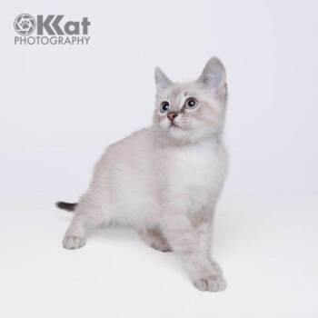 Chai -  Domestic Short Hair Cat for Adoption in Edmond, Oklahoma - Chai | PetCurious