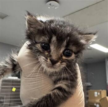 ZIVA -  Domestic Short Hair Cat for Adoption in Thousand Palms, California - ZIVA | PetCurious