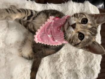 Rescue Domestic Short Hair Cats for Adoption in Villa Park, California - Annie | PetCurious