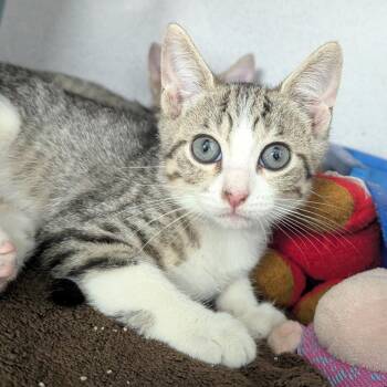 Jenni -  Domestic Short Hair Cat for Adoption in Evansville, Indiana - Jenni | PetCurious