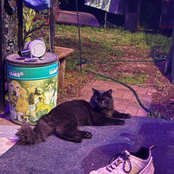 Spooky -  Domestic Long Hair Cat for Adoption in Rochester, Minnesota - Spooky | PetCurious