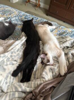 Ragdoll Cats Available for Adoption - Rocky | PetCurious