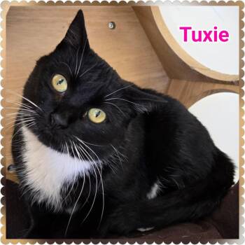 Tuxie -  Domestic Short Hair Cat for Adoption in North Saint Paul, Minnesota - Tuxie | PetCurious