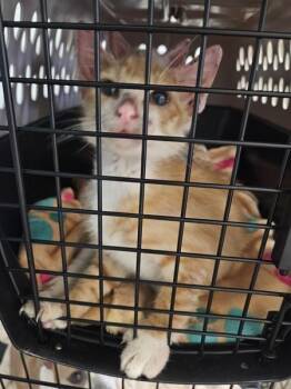 Trusty -  Domestic Short Hair Cat for Adoption in Mobile, Alabama - Trusty | PetCurious