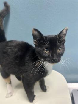 Rescue Domestic Short Hair Cats for Adoption in Holbrook, New York - LINDA | PetCurious