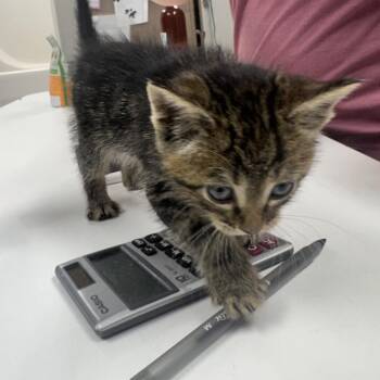 PT -  Domestic Short Hair Cat for Adoption in Starkville, Mississippi - PT | PetCurious