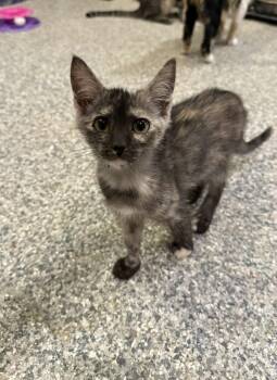Rescue Tortoiseshell and Domestic Short Hair Cats for Adoption in Antioch, California - Tosha | PetCurious