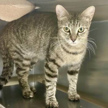 Cupcake -  Domestic Short Hair Cat for Adoption in Austin, Texas - Cupcake | PetCurious