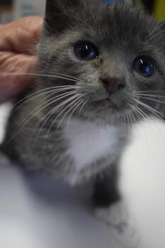 Princess -  Domestic Short Hair Cat for Adoption in Pahrump, Nevada - Princess | PetCurious