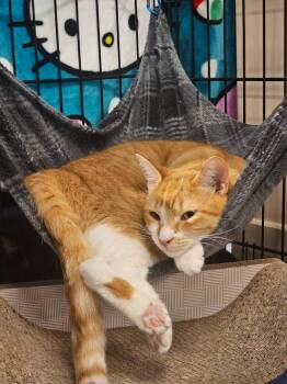 Domestic Short Hair Cats Available for Adoption in St. Cloud, Minnesota - Maggie | PetCurious