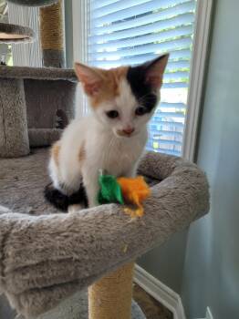 TESSA -  Calico Cat for Adoption in Niagara-on-the-lake, Ontario - TESSA | PetCurious